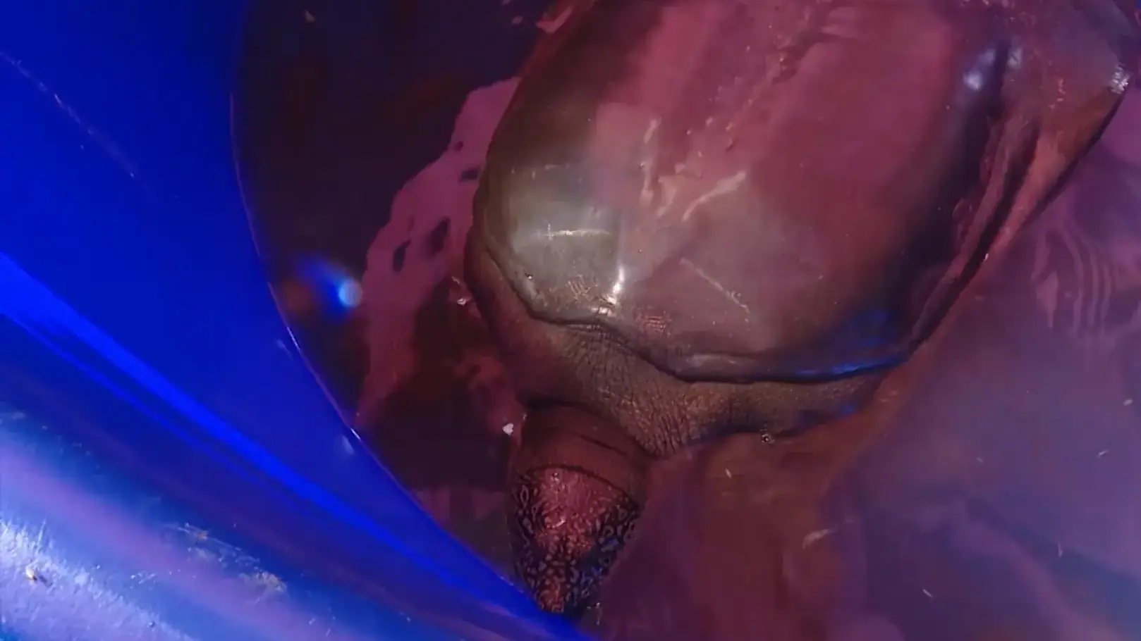 Hành trình bảo tồn Rùa Hoàn Kiếm | Phóng sự | 17/12/2025